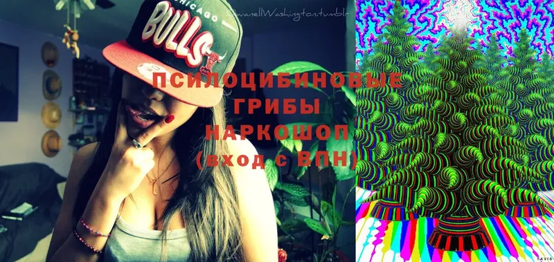 Псилоцибиновые грибы Cubensis  omg как войти  Мариинск 